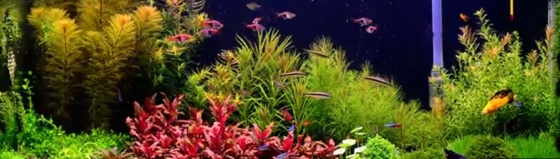 SunSun vzduchová čerpadla pro akvaristiku